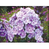 Флокс Phlox Franz Schubert